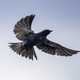 Purple martin spreading its wings in flight