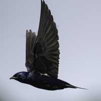 Purple Martin with wings in flight