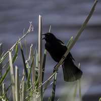 Red Winged Blackbird calling out