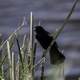 Red Winged Blackbird calling out