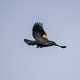 Red Winged Blackbird flying away