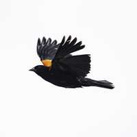 Red-winged blackbird in full flight