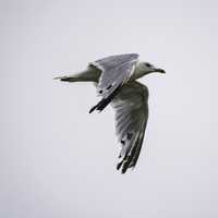 Ring Billed Gull in flight