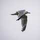 Ring Billed Gull in flight