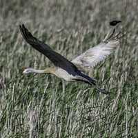 Sandhill Crane flying over the Marsh