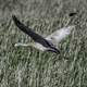 Sandhill Crane flying over the Marsh