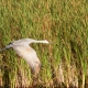 Sandhill Crane in Flight