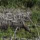 Sandhill Crane wading in the Marsh