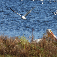 Seagull coming to land