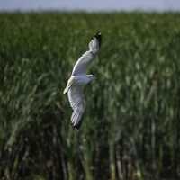 Seagull flying over the marsh