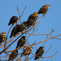 Several Birds in Trees