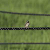Small Bird sitting on the Rope at Horicon Marsh