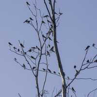 Small Birds on the tree branches