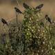 Small Blackbirds sitting on a bush