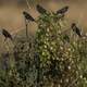 Small Blackbirds sitting on a bush