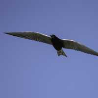 Soaring Black Tern in flight