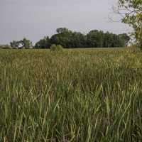 Tall Marsh Grasses in Horicon National Wildlife Refuge