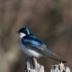 Tree Swallow on stump