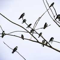 Tree Swallows sitting in the trees