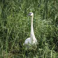 Trumpeter Swan