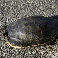 Turtle on the road