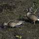 Two Blue-winged Teals foraging on the ground