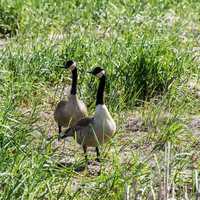 Two Canadian Geese in the Grass