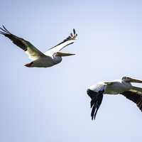 Two pelicans in flight over the marsh