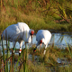 Two whooping cranes in Horicon Marsh
