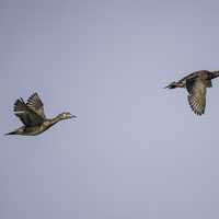 Two Wood Ducks in Flight