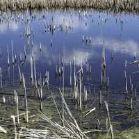 Water with reflection of clouds in the marsh