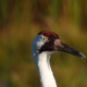 Whooping crane head