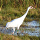 Whooping Crane in the Marsh