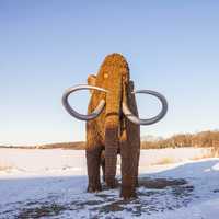 A big Mammoth at Horicon National Wildlife Reserve, Wisconsin