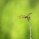 Dragonfly at Horicon National Wildlife Refuge