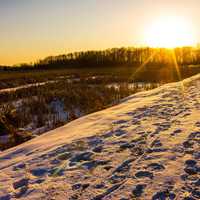 Huge afternoon Run and footprints in the Snow at Horicon National Wildlife Reserve, Wisconsin