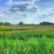 Landscape of the Marsh at Horicon National Wildlife Refuge