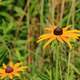 Orange Wildflowers at Horicon National Wildlife Refuge