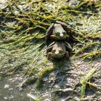 Two Frogs at Horicon National Wildlife Refuge