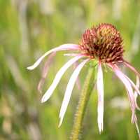 White Flower at Horicon National Wildlife Refuge