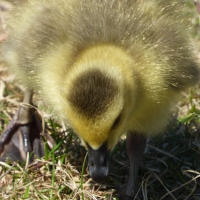 Young Gosling pecking at the ground