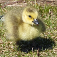 Young Gosling yellow fuzz