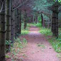 Path through the pine corridors