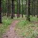 Trail through the Pine Forest