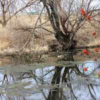 Goose underneath the trees on the Ice Age Trail, Wisconsin