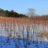 Red Plants on the field on the Ice Age Trail, Wisconsin