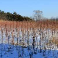 Red Plants on the field on the Ice Age Trail, Wisconsin