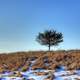 Tree on the hill on the Ice Age Trail, Wisconsin