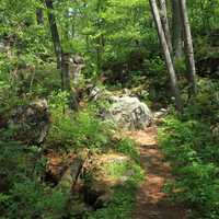 Woodland Trail at Interstate Park, Wisconsin