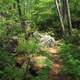 Woodland Trail at Interstate Park, Wisconsin